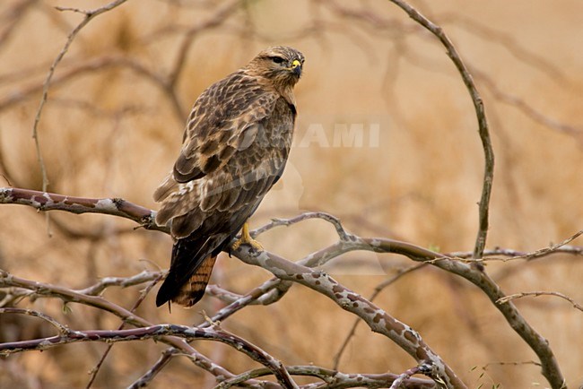 Steppebuizerd in zit; Steppe Buzzard perched stock-image by Agami/Daniele Occhiato,