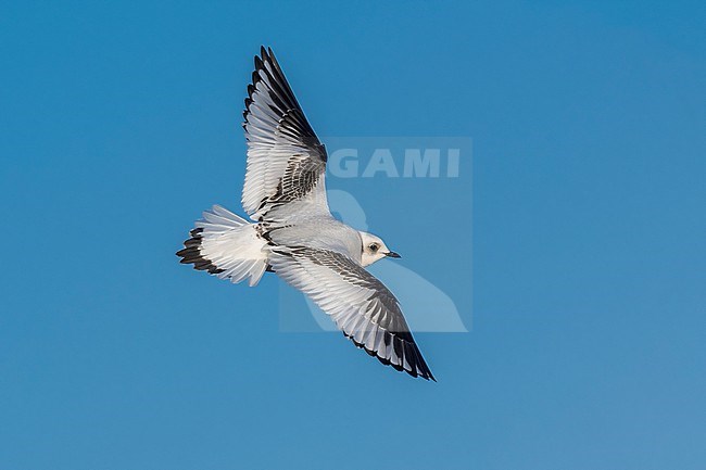 First winter Ross's Gull (Rhodostethia rosea) flying over Nieuwpoort's pier, West Flanders, Belgium. stock-image by Agami/Vincent Legrand,