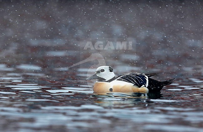 Stellers Eider in de haven; Steller's Eider in the seaport stock-image by Agami/Chris van Rijswijk,