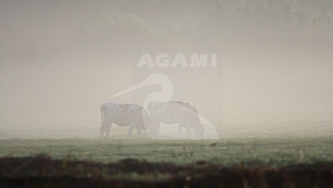 Koeien in ochtend mist Nederland, Cows in morning mist Netherlands stock-image by Agami/Wil Leurs,