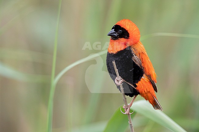 Southern Red Bishop (Euplectes orix), side view of an adult male in breeding plumage perched on a a stem, Western Cape, South Africa stock-image by Agami/Saverio Gatto,