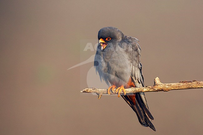 Roodpootvalk, Red-Footed Falcon, Falco vespertinus stock-image by Agami/Jari Peltomäki,