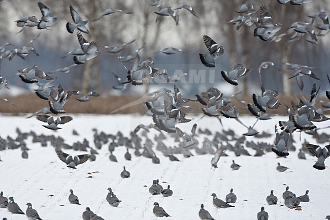 Grote groep overwinterende Houtduiven strijken neer en zoeken voedsel op besneeuwde hamsterakkers; A large flock of Woodpigeons feeding in the snow on a arable field. stock-image by Agami/Ran Schols,