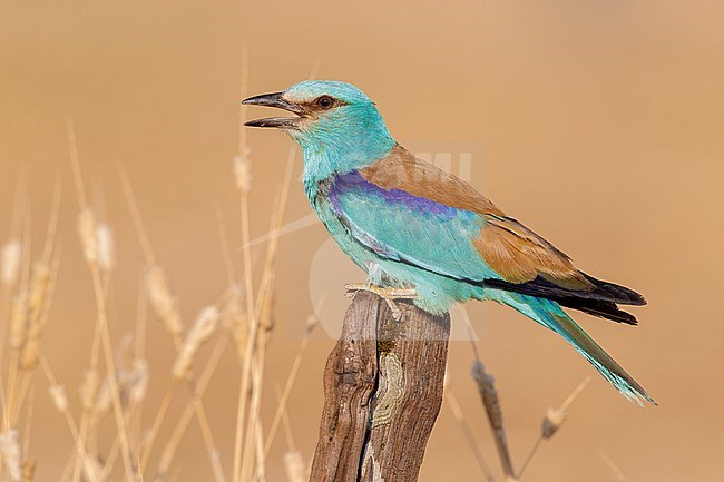 European Roller (Coracias garrulus), side view of an adult male perched on a post, Campania, Italy stock-image by Agami/Saverio Gatto,