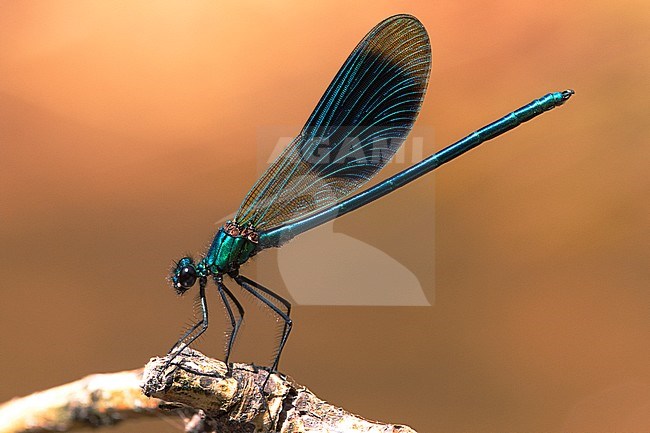 Male Banded Demoiselle stock-image by Agami/Wil Leurs,