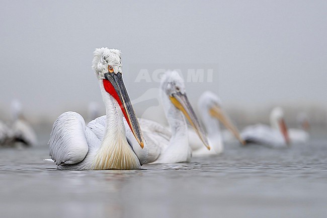 Dalmatian Pelican (Pelecanus crispus) in breeding plumage sitting on the water of lake Kerkini in Greece. together with immatur bird. stock-image by Agami/Marcel Burkhardt,