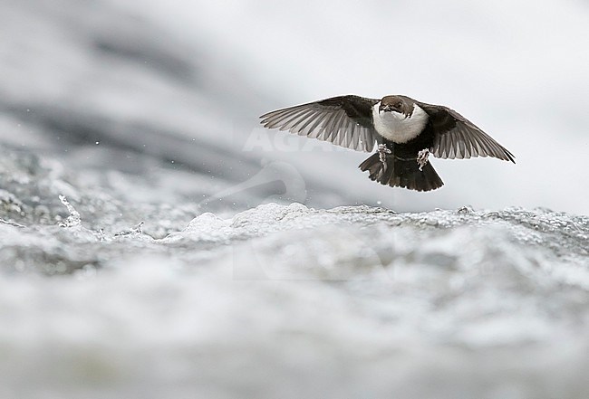 Dipper (Cinclus cinclus) Kuusamo, Finland January 2018 stock-image by Agami/Markus Varesvuo,