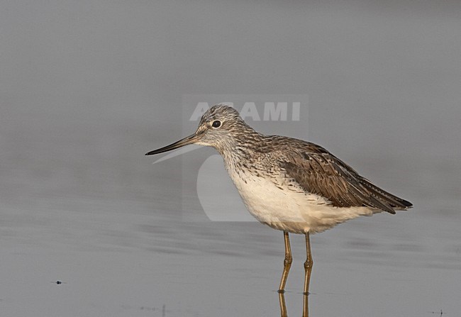 Common Greenshank standing in water, Groenpootruiter staand in water stock-image by Agami/Jari Peltomäki,