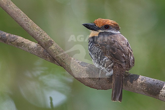 Spotted Puffbird at Puerto Nariño, Amazonas, Colombia stock-image by Agami/Tom Friedel,