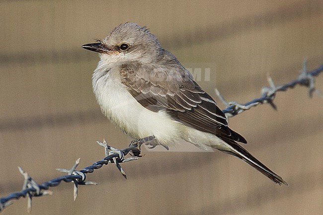 Juvenile Western Kingbird, Tyrannus verticalis, in California, USA. stock-image by Agami/Steve Howell,