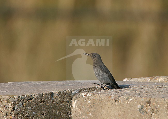 First-winter Blue Rock Thrush (Monticola solitarius) at Westkapelle in the Netherlands. First record for the Netherlands. stock-image by Agami/Bas van den Boogaard,