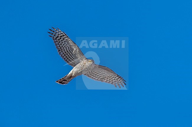 Female immature Eurasian Sparrowhawk (Accipiter nisus) flying over the Spuikom, Ostende, West Flanders, Belgium. stock-image by Agami/Vincent Legrand,