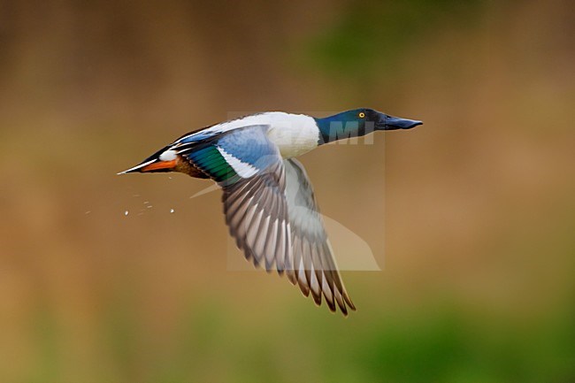 Mannetje Slobeend in vlucht; Male Northern Shoveler in flight stock-image by Agami/Daniele Occhiato,