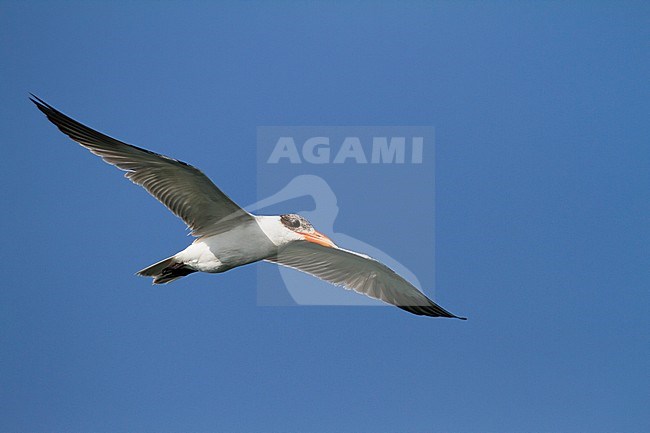 Caspian Tern - Raubseeschwalbe - Hydroprogne caspia, Oman, 2nd cy stock-image by Agami/Ralph Martin,