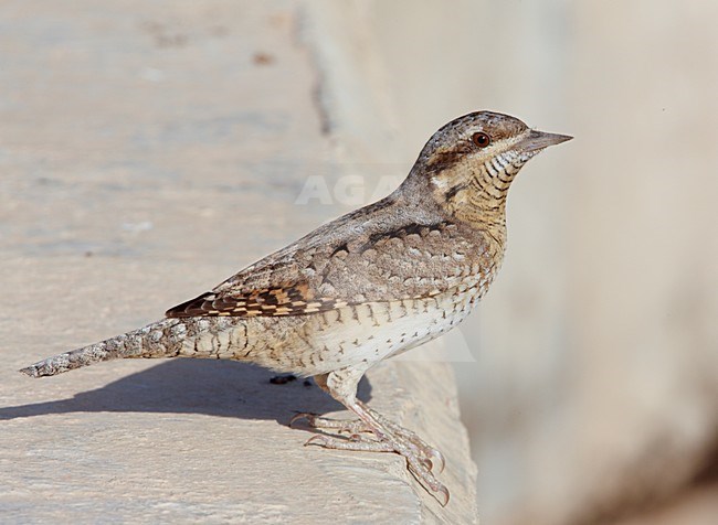 Draaihals op de grond; Eurasian Wryneck on the ground stock-image by Agami/Markus Varesvuo,