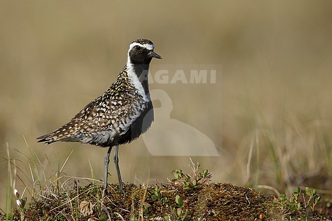 Adult male Pacific Golden Plover (Pluvialis fulva) in full breeding plumage at Seward Peninsula, Alaska, USA in June 2018. stock-image by Agami/Brian E Small,