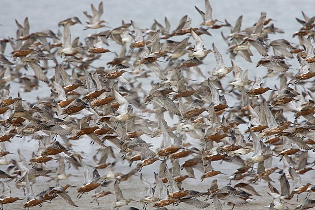 Bar-tailed Godwit flock flying; Rosse Grutto groep vliegend stock-image by Agami/Arie Ouwerkerk,