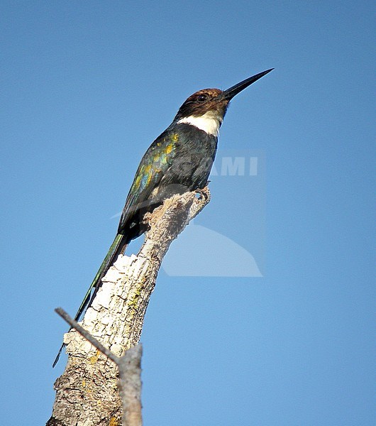 Paradise jacamar (Galbula dea) perched against a blue colored natural background. stock-image by Agami/Pete Morris,