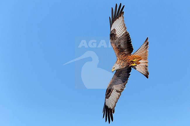 Red kite; Milvus milvus; stock-image by Agami/Saverio Gatto,