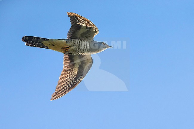 Vliegende Boskoekoek; Oriental cuckoo in flight stock-image by Agami/Daniele Occhiato,