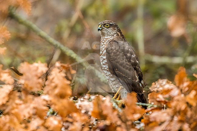 Sperwer; Sparrowhawk; Accipiter nisus stock-image by Agami/Daniele Occhiato,