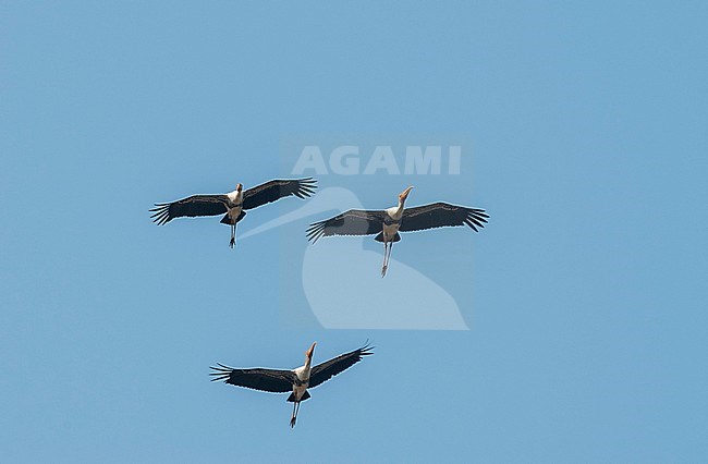 Three Painted Storks (Mycteria leucocephala) in flight. Soaring high in the sky, seen from below. stock-image by Agami/Marc Guyt,