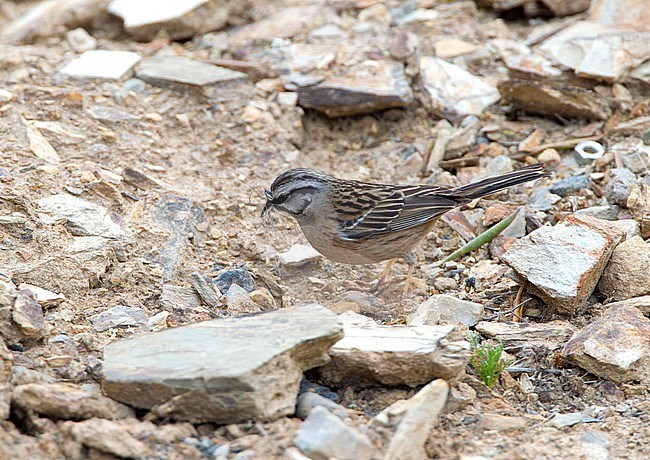 Grijze Gors, Rock Bunting stock-image by Agami/Roy de Haas,