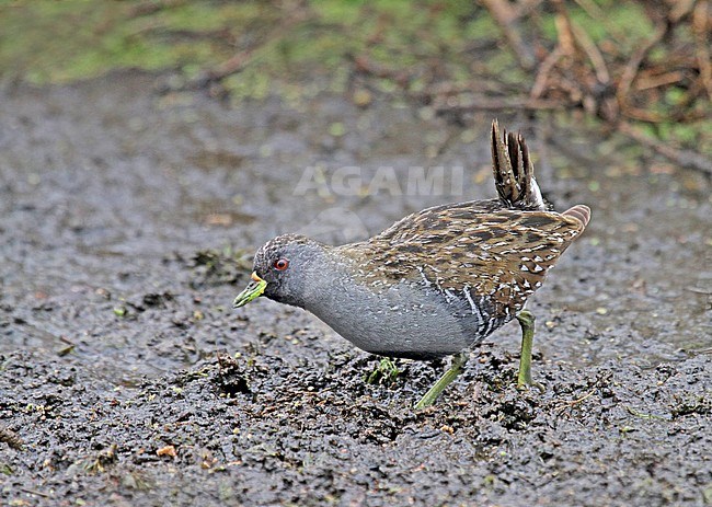 Adult Australian crake, also known as Australian spotted crake, (Porzana fluminea) walking on a mudflat on edge of a wetland in Australia. stock-image by Agami/Pete Morris,