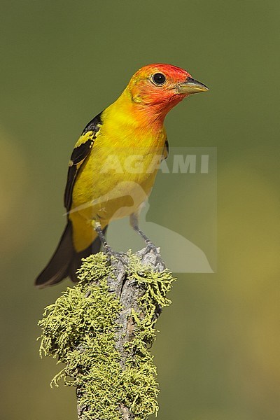 Adult male
Kern Co., CA
May 2007 stock-image by Agami/Brian E Small,