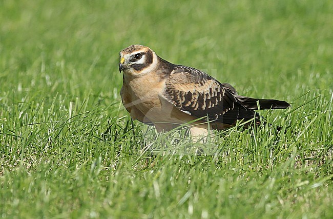 Pallid harrier (Circus macrourus) immature female standing in a Dutch meadow, seen from the side. stock-image by Agami/Fred Visscher,