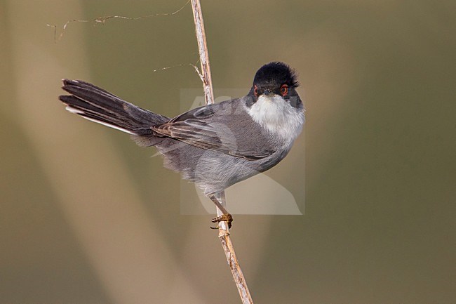 Kleine Zwartkop; Sardinian Warbler; Sylvia melanocephala stock-image by Agami/Daniele Occhiato,