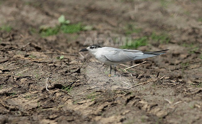 Third calender year (second summer) Gull-billed Tern (Gelochelidon nilotica). Banded individual seen from the side, standing on an Dutch agricultural field. stock-image by Agami/Fred Visscher,