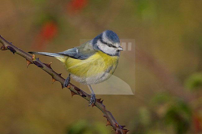 Blue Tit sitting on a branch; Pimpelmees zittend op een tak stock-image by Agami/Daniele Occhiato,