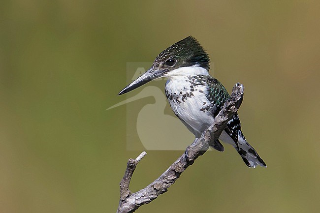 Adult female
Hidalgo Co., TX
February 2014 stock-image by Agami/Brian E Small,