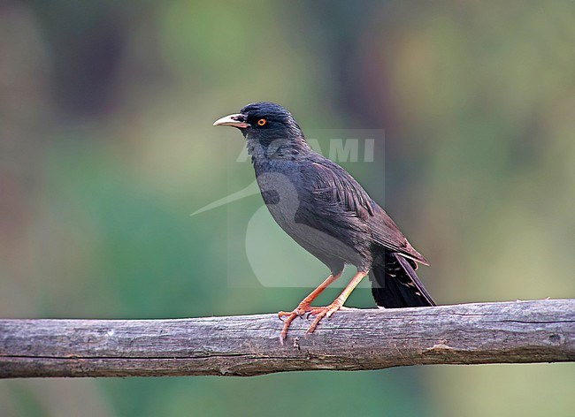 Crested myna (Acridotheres cristatellus) stock-image by Agami/Pete Morris,