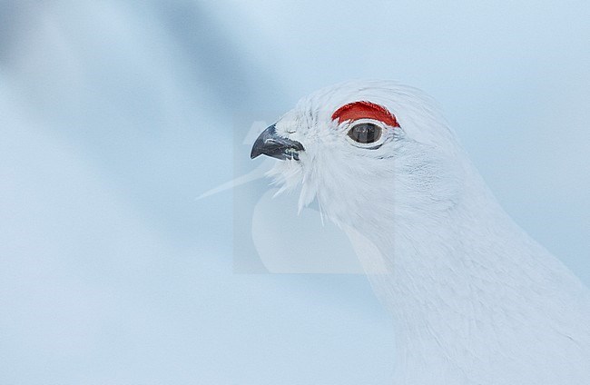 Moerassneeuwhoen in de sneeuw, Willow Ptarmigan in snow stock-image by Agami/Markus Varesvuo,