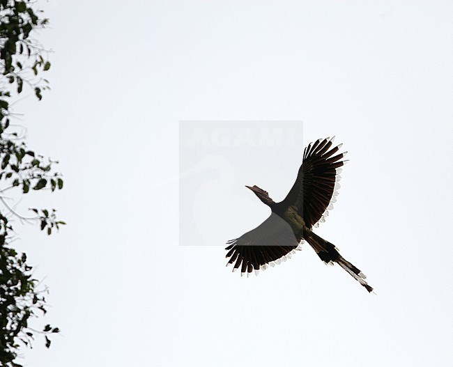 Critically Endangered Helmeted Hornbill (Rhinoplax vigil) flying over canopy of tropical lowland rain forest of Danum valley, Sabah, Borneo Malaysia. stock-image by Agami/James Eaton,