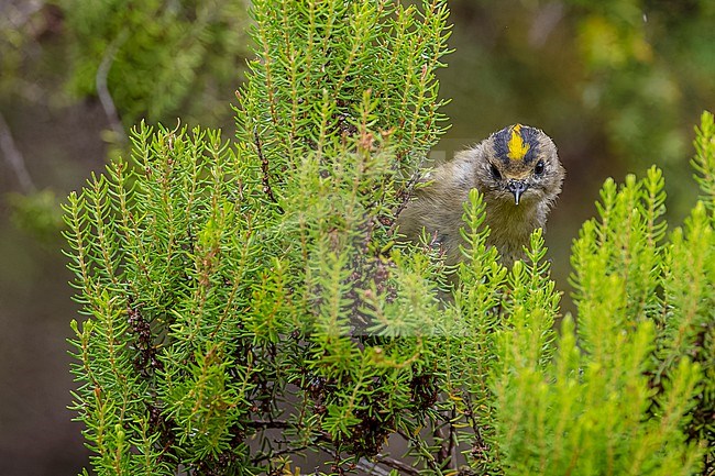 Azores Goldcrest (Regulus azoricus azoricus) flying at Furnas lake, Sao Miguel, Azores, Portugal. stock-image by Agami/Vincent Legrand,