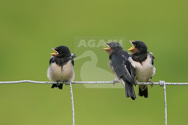 Barn Swallow juvenile begging for food; Boerenzwaluw juveniel om eten vragend stock-image by Agami/Arie Ouwerkerk,