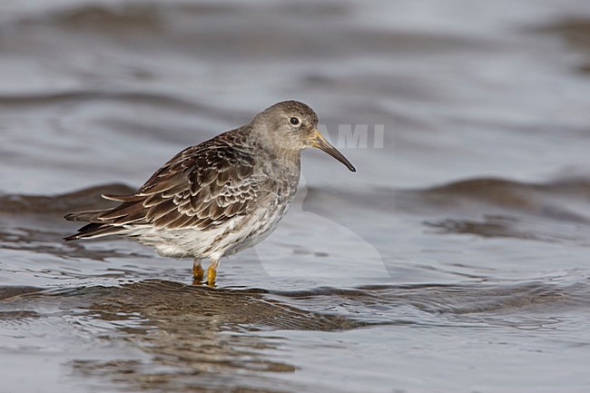 Onvolwassen Paarse Strandloper; Immature Purple Sandpiper stock-image by Agami/Arie Ouwerkerk,