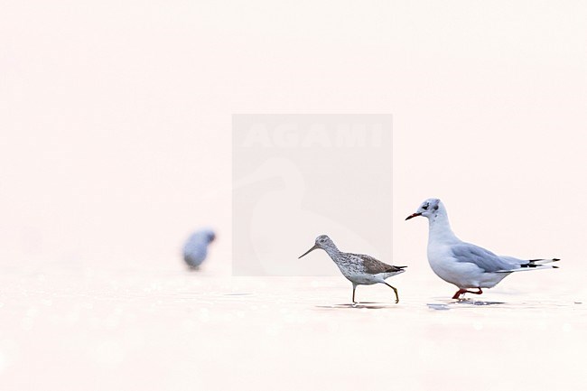 Common Greenshank - Grünschenkel - Tringa nebularia, Germany, adult stock-image by Agami/Ralph Martin,