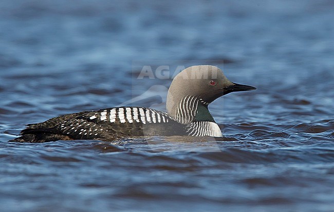 Adult breeding 
Barrow, AK
June 2010 stock-image by Agami/Brian E Small,