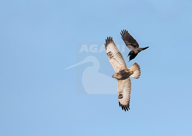 Rough-legged Buzzard (Buteo lagopus) at Sullom in the Shetland islands, Scotland. In flight attached by a Hooded Crow. stock-image by Agami/Hugh Harrop,