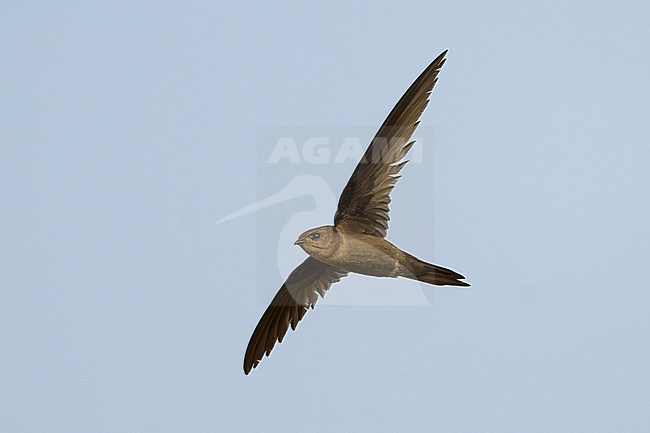 Asian Palm Swift (Cypsiurus balasiensis) in Thailand. stock-image by Agami/Sylvain Reyt,