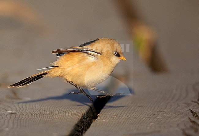 Immature male Bearded Reedling (Panurus biarmicus) running over wooden planks in Finland nature reserve. stock-image by Agami/Tomi Muukkonen,
