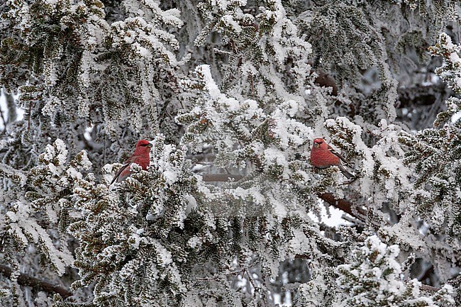 Pine Grosbeak (Pinicola enucleator) near Kuusamo in Finland. Two males foraging birds in snow covered tree. stock-image by Agami/Marc Guyt,