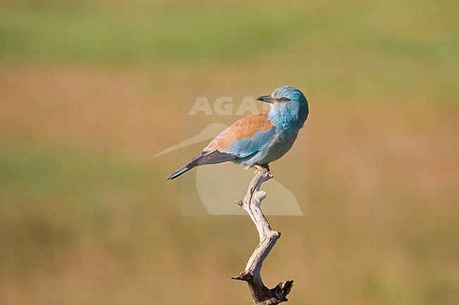 Scharrelaar op de uitkijk; European Roller on perch stock-image by Agami/Marc Guyt,