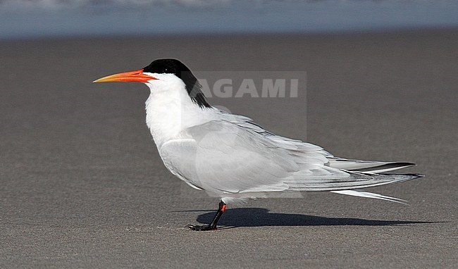 Adult breeding
Los Angeles Co., CA
May 2009 stock-image by Agami/Brian E Small,