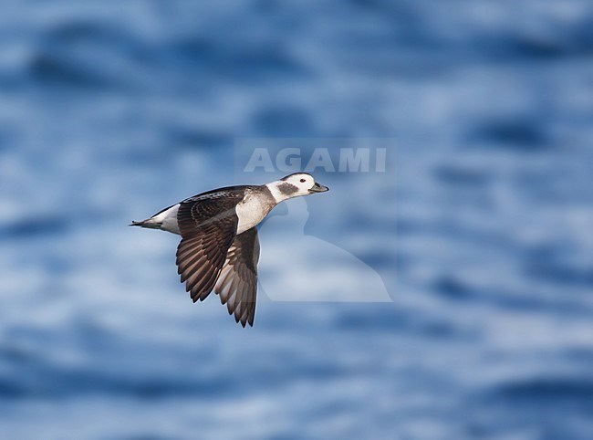 IJseend, Long-tailed Duck, Clangula hyemalis stock-image by Agami/Hugh Harrop,