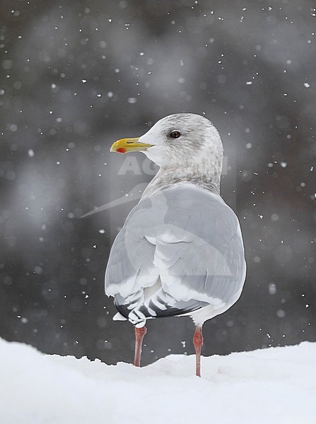 Kumliens Meeuw, Kumlien's Gull, Larus glaucoides kumlieni stock-image by Agami/Chris van Rijswijk,